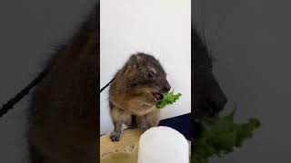 Rock hyrax with adorable teeth #animals