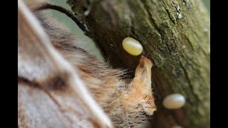 Wunderding Schmetterling Teil 1: Das Leben beginnt im Ei