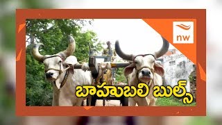 Bahubali Bulls Hungama In Krishna District | Bahubali2 Bulls Fight | New Waves
