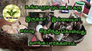 உங்க புறா முட்டைல கரு இருக்கா? இல்லையா? எப்படி தெரிந்து கொள்வது வாங்க பார்கலாம்.