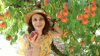 Ամերիկյան ֆարմում դեղձի բերքահավաք  , Peach Picking U-Pick  Homestead Farm  Maryland USA