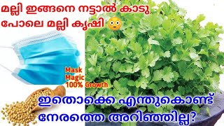 Easiest Method to Grow Coriander at Home/മല്ലിയില ഇനി വീട്ടിൽ തന്നെ കൃഷി ചെയ്യാം@Royal home kitchen