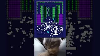 Chipi chipi chapa chapa huhcat funny meme #brickbreaker #chipichipi #cat #huhcat #pet #brickmania