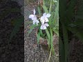 ഈ വളം മാത്രം മതി ഇതുപോലെ പൂക്കാൻ shorts groundorchids floweringtips