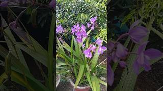 ഈ വളം മാത്രം മതി ഇതുപോലെ പൂക്കാൻ #shorts  #groundorchids #floweringtips