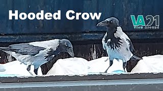 The crow sitting on garbage dumpster | Hooded Crow | #Shorts