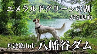 48.初夏の【八幡谷ダム】丹波篠山市 エメラルドグリーンが涼やかなダム湖沿いを愛犬と一緒に散歩♪Hachiman-dani Dam, Tamba Sasayama, Hyogo, Japan