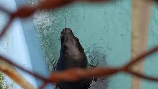 釧路市動物園のオタリアたち