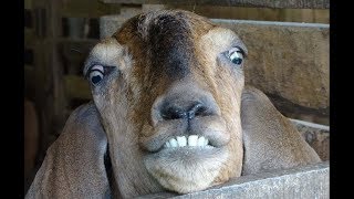 TRY NOT TO LAUGH or GRIN  Funniest Goat Screaming Videos   Funny Animals Vines Compilation 2017