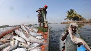 ഇന്നത്തെ പണി പൊളിച്ചു ഒരുപാട് മീനെകിട്ടി🐠|traditionalfishing|villagefishing|nadanfishing|fishingkera