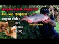 mancing lampam sungai Kuala ketil dan ikan temperas umpan dedak sawit mengkudu