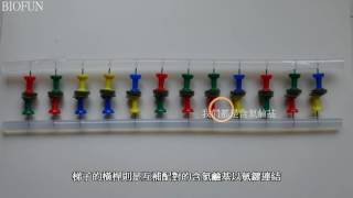 DNA雙股螺旋與複製模型(DNA double helix model)