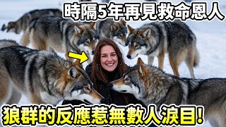 女人意外救下一窩狼崽，時隔5年再見面，狼群的反應惹無數人淚流滿面！#淚目 #母愛 #報恩#恩人 #重逢 #不可思議