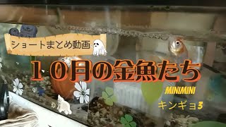 【１０月の金魚たち】ショートまとめ動画⑰