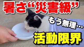 外猫たちを災害級の暑さから一時的に解放してあげる方法。