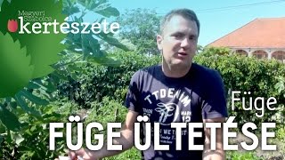 Füge ültetése - Ficus carica - Megyeri Szabolcs Gyümölcsfaiskola - Győr