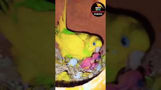 পাখির প্রজনন #shokher_khamar_bangladesh #পাখিরপ্রজনন #bangladesh #bird #babydiet