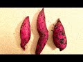 Started Harvest On Murasaki Sweet Potatoes