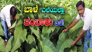 Tobacco farming top 5 secrets..! ಬಾಳೆಯನ್ನು ನಾಚಿಸುತ್ತೆ ಈ ತಂಬಾಕು ಎಲೆಗಳು..! #organicfarming