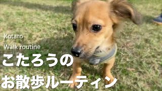 生後半年チワックスのお散歩ルーティン【チワワとミニチュアダックスフンドのミックス犬】【Walk routine】【Miniature dachshund】【Chihuahua】