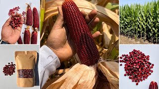 लाल मक्के की खेती | Red Corn 🌽 | Lal Makka | Black Corn | Corn Farming | #agriculture