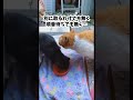 【ただ…いるだけ🐈️🐈️】みんな家族で良いじゃん💖地域猫ボランティアのなづママ𓃠 なづママ 猫動画 猫 猫のいる暮らし 猫のいる生活 cat cats ショート ショート動画 地域猫