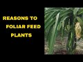 VG28: IS IT NECESSARY TO FEED PLANT? | Victoria's Garden Philippines