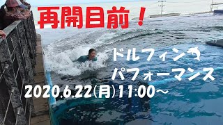 再開目前！ドルフィン🐬パフォーマンス・上越市水族館うみがたり（2020.6.20）