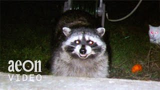 Two brothers, and the wild company they keep | My Raccoon