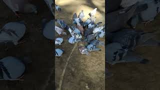 🐦Hungry Pigeons #shorts #pigeon #pigeons   #dove #hungry #short #shortvideo #cuteanimals