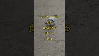 え？と驚く？コンクリートの石を食べ続ける鳩！？それは、