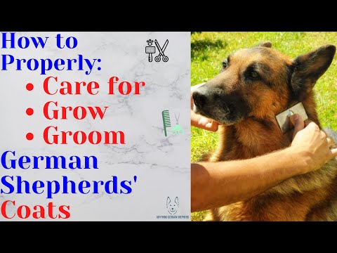 How do I keep my German Shepherd hair?
