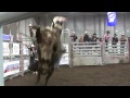 knm s bigger badder bull bash brc highlights