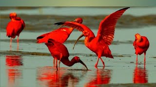 বিশ্বের সবচেয়ে সুন্দর পাখি লাল সারস | Top most beautiful bird of red  heron | Amazing red bird video