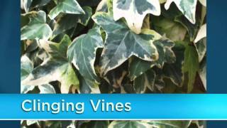 Plant Vines in Your Garden