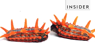 A caterpillar lab takes you up close and personal
