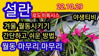 설란.겨울 쉬운 보관방법. 저온처리는 자연스럽게.