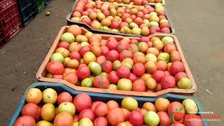 First Quality Tomato Purchased directly from the Farmers  - Oddanchatram Vegetable Market