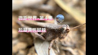 【微距世界-第4集】短角異斑腿蝗 Xenocatantops brachycerus  Macro Photography|鄉下來的Albert YU