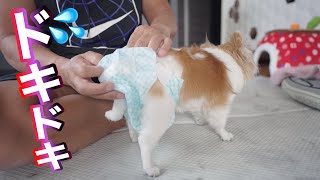 【犬用オムツ】毎朝この瞬間のドキドキが止まりませんｗｗｗｗｗ