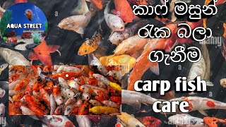 carp fish care කාෆ් මසුන් රැක බලා ගැනීම koi carp