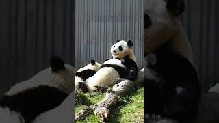 24.12臥龍神樹坪～就這樣慢慢長大了！蕊蕊媽媽辛苦了！ #panda #giantpanda #cute #大熊貓 #熊猫宝宝 #cutepanda #熊猫 #pandababy