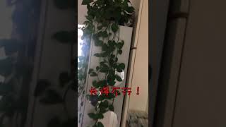 2018 11 28 10 48 38我们拍的视频为什么火不了？看到最后给你答案    #猫 #拍什么什么不火 @抖音小助手