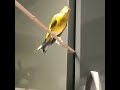 Гибрид щегол х канарейка hybrid goldfinch x canary