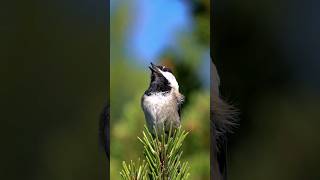 Hear the Adorable Black-capped Chickadee Calls!