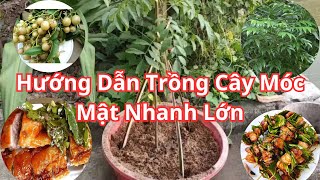 Hướng Dẫn Cách Trồng Cây Móc Mật - Đơn Giản Nhanh Lớn