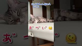 【本日のチャッピー】#とろける猫#夏バテ#猫#保護猫#おばあちゃん猫#癒し