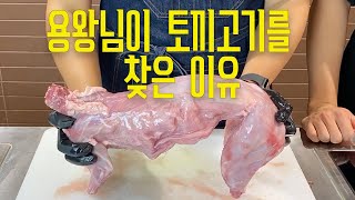 토끼 고기는 정말 맛있을까?