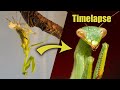 Praying Mantis molting to adulthood No.3  (Timelapse)