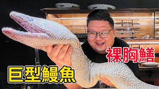 本期主角巨型裸胸鳝，生性兇猛殺傷力極大，味道卻出乎意料的美味！【Amoy硬邦幫】